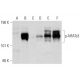p-NFATc3 Antibody (C-3) - Western Blotting - Image 144984 