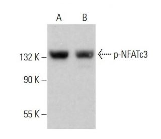 p-NFATc3 Antibody (C-3) - Western Blotting - Image 379160 