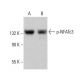 p-NFATc3 Antibody (C-3) - Western Blotting - Image 379160 