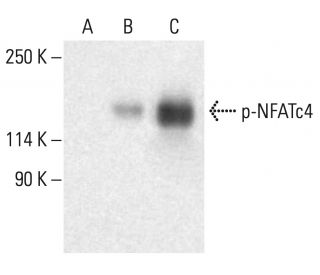 p-NFATc4 Antibody (80.S168/170) - Western Blotting - Image 401945 
