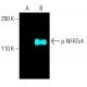p-NFATc4 Antibody (80.S168/170) - Western Blotting - Image 402100 