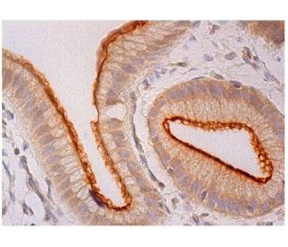 p-NHE-3 Antibody (14D5) - Immunohistochemistry - Image 295210 