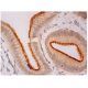 p-NHE-3 Antibody (14D5) - Immunohistochemistry - Image 295210 