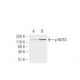 p-eNOS Antibody (15E2) - Western Blotting - Image 62936