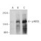 p-eNOS Antibody (pS633.37) - Western Blotting - Image 396120 