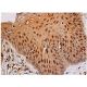 p-p53 Antibody (D-9) - Immunohistochemistry - Image 347969 