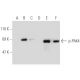 p-PAK4 Antibody (93.Ser 474) - Western Blotting - Image 133113 