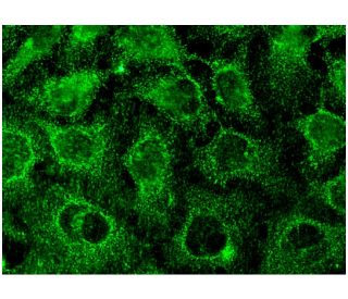 p-paxillin Antibody (D-10) - Immunofluorescence - Image 145098 