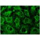 p-paxillin Antibody (D-10) - Immunofluorescence - Image 145098 