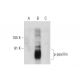 p-paxillin Antibody (D-10) - Western Blotting - Image 137750