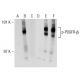 p-PDGF Receptor beta/PDGFRB Antibody (H-3) - Western Blotting - Image 141668
