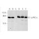 p-PKC alpha Antibody (pT638.35) - Western Blotting - Image 383034 