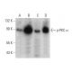 p-PKC alpha Antibody (pT638.35) - Western Blotting - Image 387975 