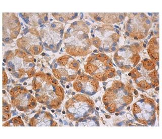 p-PKC delta Antibody (F-7) - Immunohistochemistry - Image 352960 