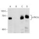 p-PKC delta Antibody (F-7) - Western Blotting - Image 145794