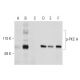 p-PKC theta Antibody (A-11) - Western Blotting - Image 131829