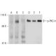 p-PKC theta Antibody (A-4) - Western Blotting - Image 131281