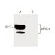 p-PKC theta Antibody (pT538.19) - Western Blotting - Image 60393