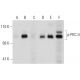 p-PKC theta Antibody (pT538.19) - Western Blotting - Image 135213 