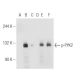 p-PYK2 Antibody (14F6) - Western Blotting - Image 81113 