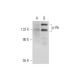 p-Rb Antibody (B-4) - Western Blotting - Image 314199 