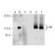 p-Rb Antibody (B-8) - Western Blotting - Image 285168 