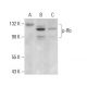p-Rb Antibody (B-8) - Western Blotting - Image 375361