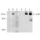 p-Rb Antibody (F-4) - Western Blotting - Image 284456