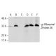 p-Ribosomal Protein S6 Antibody (24.Ser 240) - Western Blotting - Image 159484 