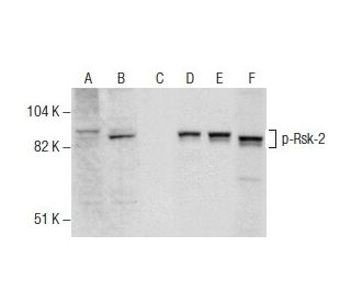 p-Rsk-2 Antibody (C-6) - Western Blotting - Image 157435 