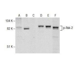 p-Rsk-2 Antibody (F-7) - Western Blotting - Image 157433 