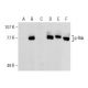 p-Rsk Antibody (C-5) - Western Blotting - Image 159772 