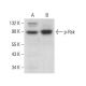 p-Rsk Antibody (C-5) - Western Blotting - Image 381459