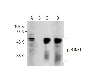p-RUNX1 Antibody (12.Ser 249) - Western Blotting - Image 164496