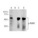 p-RUNX1 Antibody (12.Ser 249) - Western Blotting - Image 164496