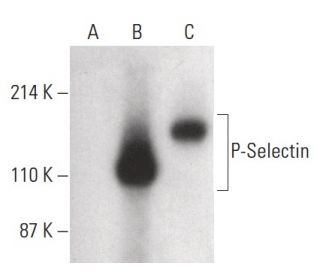 P-Selectin/CD62P/SELP Antibody (H-2) - Western Blotting - Image 399625 