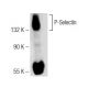 P-Selectin/CD62P/SELP Antibody (Psel.KO.2.9) - Western Blotting - Image 126452