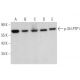 p-SH-PTP1 Antibody (14.Tyr 536) - Western Blotting - Image 370853 