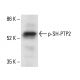 p-SH-PTP2 Antibody (49.Tyr 542) - Western Blotting - Image 411302