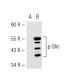 p-Shc Antibody (15E11) - Western Blotting - Image 45276