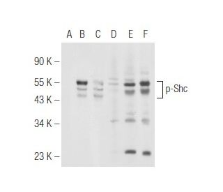 p-Shc Antibody (15E11) - Western Blotting - Image 99699 