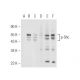 p-Shc Antibody (15E11) - Western Blotting - Image 99699 