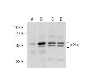 p-Shc Antibody (73.Tyr 349/350) - Western Blotting - Image 164500 
