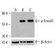 p-Smad3 Antibody (1D9) - Western Blotting - Image 416466