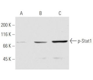 p-Stat1 Antibody (12C5) - Western Blotting - Image 62940