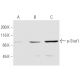 p-Stat1 Antibody (12C5) - Western Blotting - Image 62940
