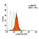 p-Stat1 Antibody (A-2) - Flow Cytometry - Image 5938 