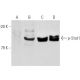 p-Stat1 Antibody (A-2) - Western Blotting - Image 905