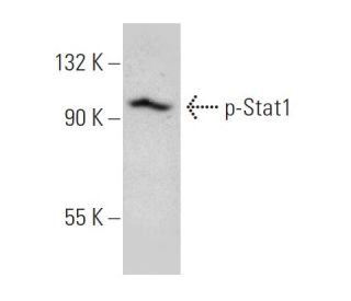 p-Stat1 Antibody (PSM1) - Western Blotting - Image 366609
