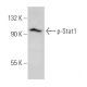 p-Stat1 Antibody (PSM1) - Western Blotting - Image 366609